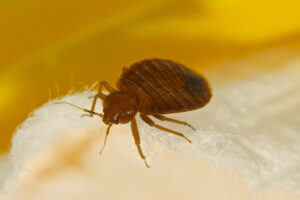 How Zaner Law Personal Injury Lawyers Can Help With a Bed Bug Injury Claim in Denver